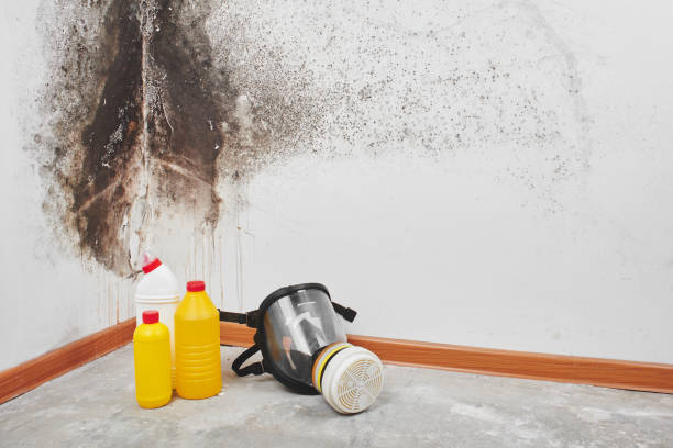 Best Industrial Mold Remediation in Carmi, IL