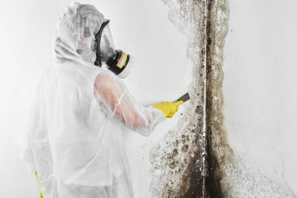 Best Bathroom Mold Remediation in Carmi, IL