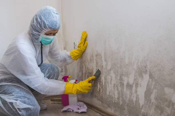Best Emergency Mold Remediation in Carmi, IL