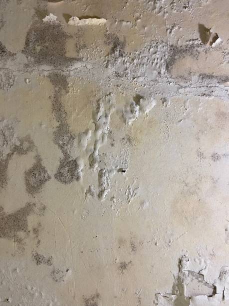 Best DIY Mold Remediation Support Services in Carmi, IL