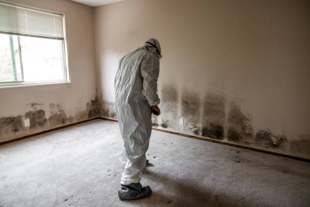 Best Black Mold Remediation in Carmi, IL