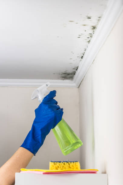 Best Basement Mold Remediation in Carmi, IL
